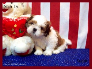SUGAR The Purebred Shih Tzu Puppy by MODOG. SUGAR The Purebred Shih Tzu Puppy by MODOG.