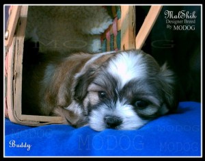 Buddy - Mal Shih puppy by MODOG Male MalShih puppy.
