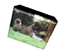 Akita Puppy For Sale