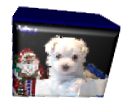 Maltese Puppies For Sale