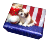 Shih Tzu Puppies For Sale 