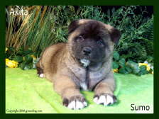 Akita puppies for sale. AKC champion bloodlines.