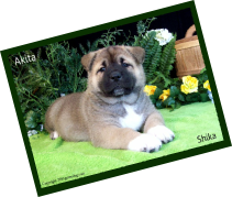 Akita Profile