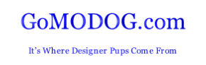 GoMODOG.com

It’s Where Designer Pups Come From



