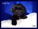 Malti Poo