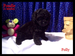 Miniature Poodle
