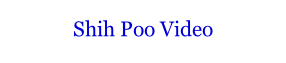 Shih Poo Video