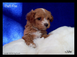 Malti Poo (Maltese-Poodle mix)