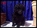 Miniature Poodle