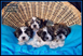 Mal Shih Puppies