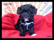 Malti Poo