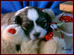 Mal Shih (Maltese-Shih Tzu cross)