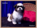 Mal Shih (Maltese-Shih Tzu cross)