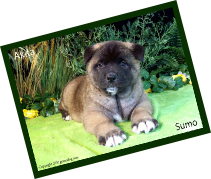 Akita Profile